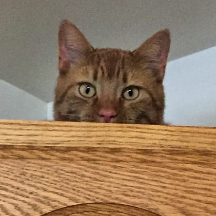 Oakwood Hills Animal Hospital: Leavitt Todd DVM image