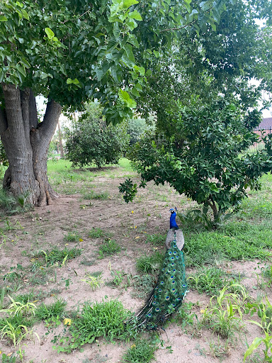 Park «Sahuaro Ranch Park», reviews and photos, 9802 N 59th Ave, Glendale, AZ 85302, USA