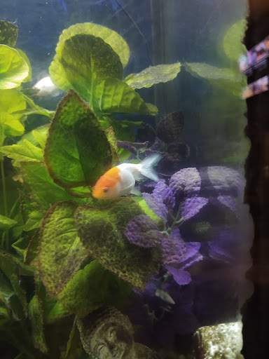 Pet Store «Fish 4 U», reviews and photos, 4010 Highland Dr #1, Millcreek, UT 84124, USA