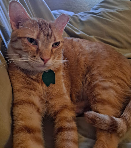 Pet Supply Store «PetSmart», reviews and photos, 300 N Congress Ave, Lake Park, FL 33403, USA