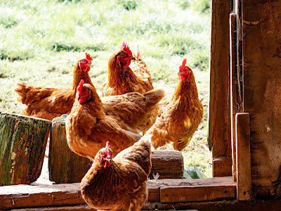 L'oeuf Pochey | Oeufs bio en libre-service à Jouey