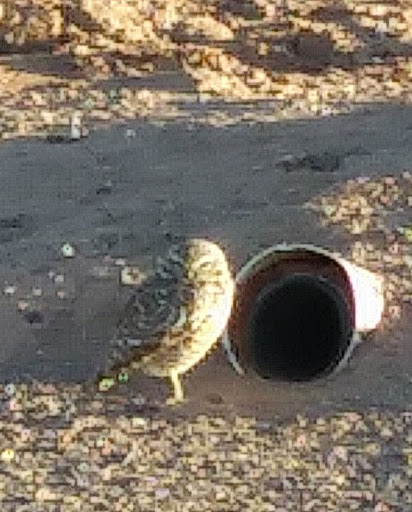 Park «Zanjero Park», reviews and photos, 3785 S Lindsay Rd, Gilbert, AZ 85297, USA