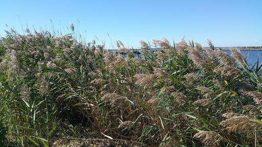 Skateboard Park «Tanner Skate Park», reviews and photos, 400 Baylawn Ave, Copiague, NY 11726, USA
