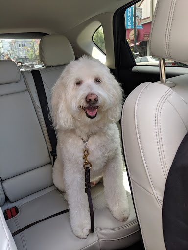 Pet Store «Bow Wow Meow», reviews and photos, 2150 Polk St, San Francisco, CA 94109, USA