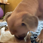 Photo n°3 de l'avis de Jennifer.a fait le 03/07/2023 à 17:24 sur le  Pizzeria Carusotto à Rheda-Wiedenbrück