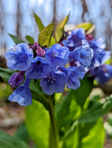 Battle Site «Fort Donelson National Battlefield», reviews and photos, 120 Lock D Rd, Dover, TN 37058, USA