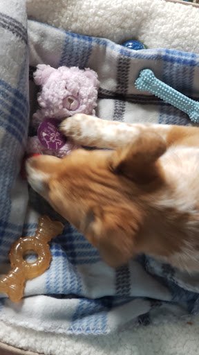 Pet Supply Store «Petco Animal Supplies», reviews and photos, 597 Hebron Rd #2, Heath, OH 43056, USA