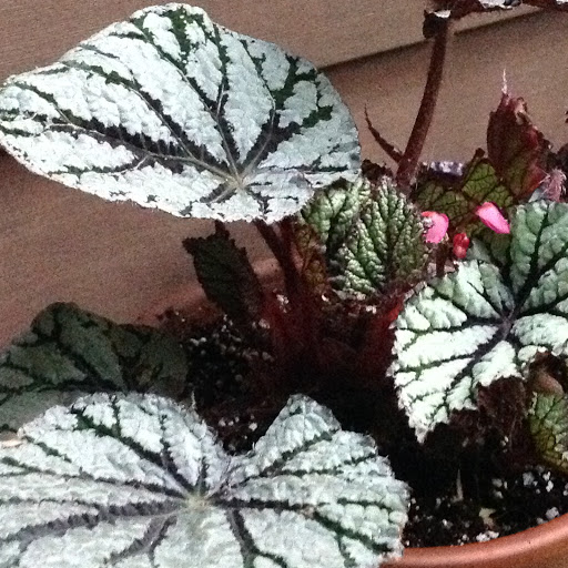 Garden Center «Victoria Gardens», reviews and photos, 1 Cottekill Rd, Rosendale, NY 12472, USA