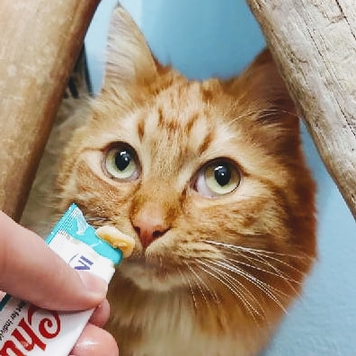 Pet Store «Firehouse Pet Shop & Grooming», reviews and photos, 17 S Wenatchee Ave, Wenatchee, WA 98801, USA