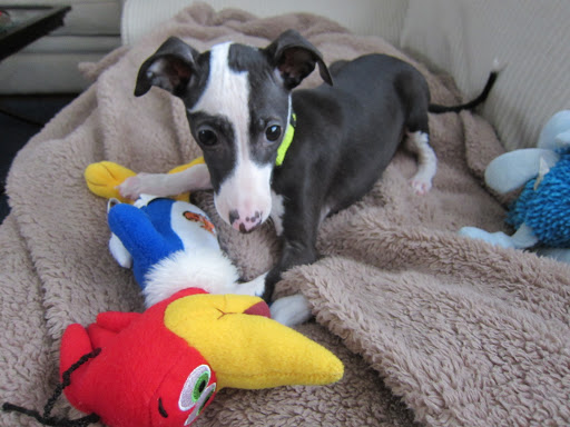 Pet Store «Gentle Jungle Pet Store», reviews and photos, 470 Lewis Ave, Meriden, CT 06451, USA