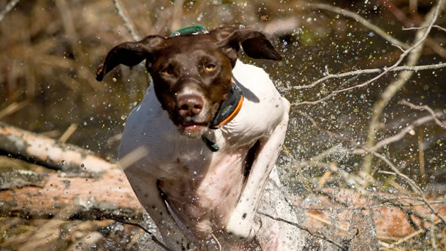 Princes Quality Gun Dogs