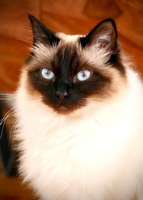 Chatterie EM’S à Bréval