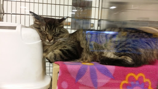 Pet Supply Store «PetSmart», reviews and photos, 1550 Butterfield Rd, Downers Grove, IL 60515, USA