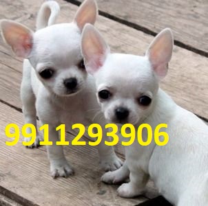 Asia Pet Shop & Dog Clinic - Puppies for Sale in Delhi | Gurgaon | Faridabad | Noida