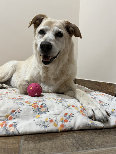 Pensioni per cani e dog hotel a Dogs Spring Tolettatura e SPA