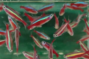 Akwa hodowla ryb akwariowych (rybki akwariowe, ryby olsztyn, akwarium, akwarystyka) image