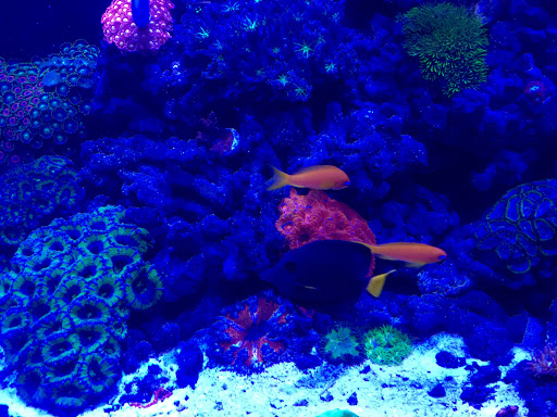Aquarium Shop «Artistic Aquatics», reviews and photos, 1035 Forest View Dr N, Ellettsville, IN 47429, USA