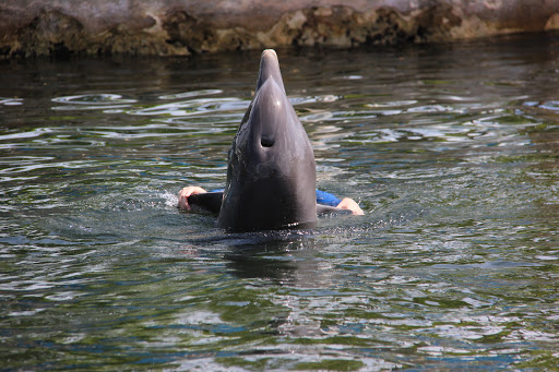 Recreation «Dolphins Plus Oceanside», reviews and photos, 31 Corinne Pl, Key Largo, FL 33037, USA