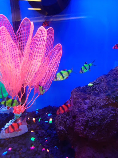 Pet Supply Store «Petco Animal Supplies», reviews and photos, 6672 Lonetree Blvd, Rocklin, CA 95765, USA