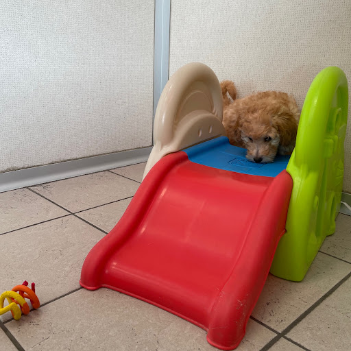 Pet Store «The Family Puppy of Fountain Walk», reviews and photos, 44125 W 12 Mile Rd E-121, Novi, MI 48377, USA