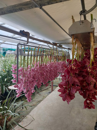 Pioneer Orchids New Zealand - Florist