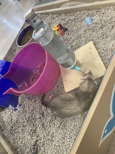 Pet Store «Petland», reviews and photos, 1514 Stonecreek Dr, Pickerington, OH 43147, USA