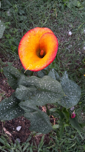 Public Golf Course «Ted Rhodes Golf Course», reviews and photos, 1901 Ed Temple Blvd, Nashville, TN 37208, USA