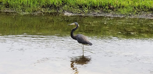 Golf Resort «ChampionsGate Golf Club», reviews and photos, 8575 White Shark Blvd, Davenport, FL 33896, USA
