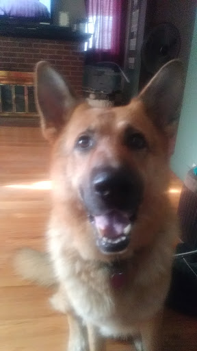 Pet Supply Store «Detroit K9 Pet Supply Fenkell», reviews and photos, 18362 Fenkell Ave, Detroit, MI 48223, USA