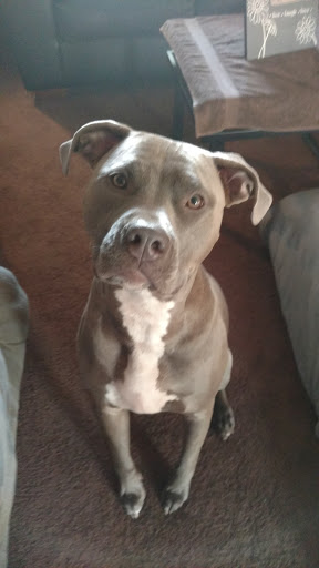 Pet Supply Store «PetSmart», reviews and photos, 7355 Market Pl Dr, Aurora, OH 44202, USA