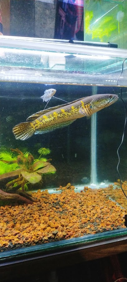 Mirza Aquatic ( Aquarium PO + ikan Chana )