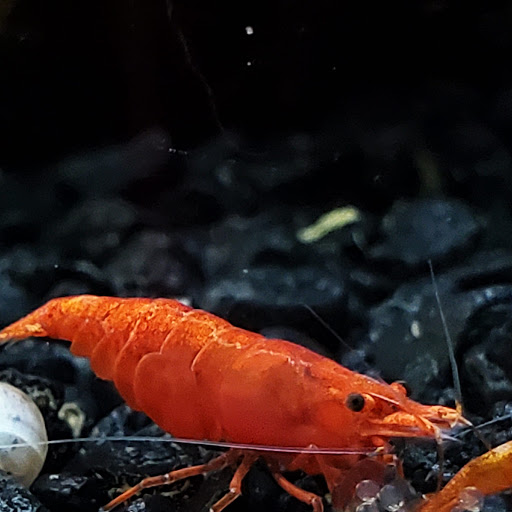 Pet Store «Fins Feathers Paws Claws», reviews and photos, 201 Station Rd, Quakertown, PA 18951, USA