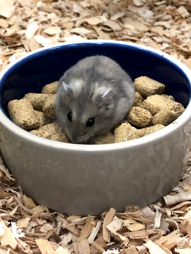 Pet Supply Store «Pet Supermarket», reviews and photos, 1080 Alafaya Trail, Oviedo, FL 32765, USA