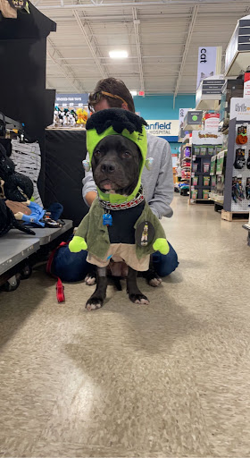 Pet Supply Store «PetSmart», reviews and photos, 1275 N Military Hwy, Norfolk, VA 23502, USA