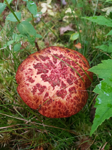 Park «Quaking Bog», reviews and photos, Theodore Wirth Pkwy, Minneapolis, MN 55411, USA