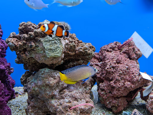 Pet Supply Store «Petco Animal Supplies», reviews and photos, 22 Peninsula Center, Rolling Hills Estates, CA 90274, USA