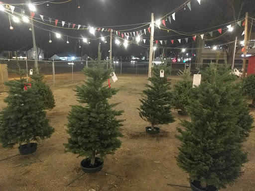 Olympic Christmas Trees