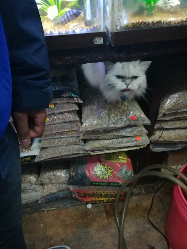 Pet Supply Store «E & N Pet Paradise Shop», reviews and photos, 289 E Gun Hill Rd, Bronx, NY 10467, USA