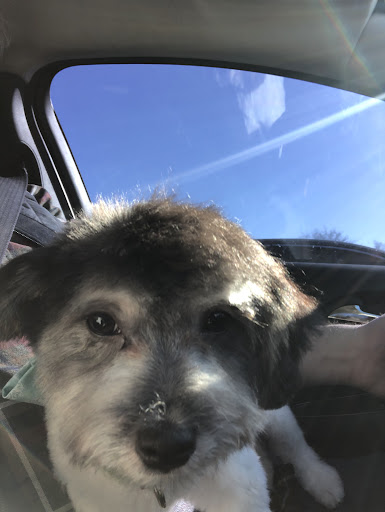 Pet Supply Store «EarthWise Pet Supply», reviews and photos, 7316 Yankee Rd, Liberty Township, OH 45044, USA