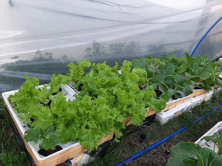 Silver greenhouse aquaphonics and hydroponics