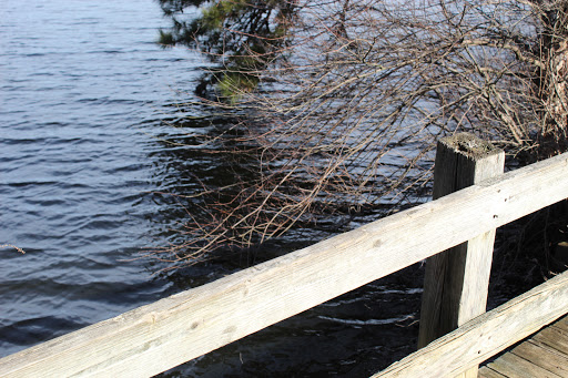 State Park «Parvin State Park», reviews and photos, 701 Almond Rd, Pittsgrove Township, NJ 08318, USA