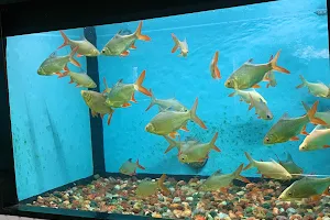PARNAJA Fish Aquarium image