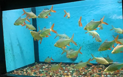 PARNAJA Fish Aquarium image