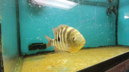 Aquarium «Beltway Aquarium», reviews and photos, 3306 Crain Hwy, Waldorf, MD 20603, USA