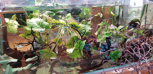 Tropical Fish Store «Aquarium Zen», reviews and photos, 920 NE 64th St, Seattle, WA 98115, USA