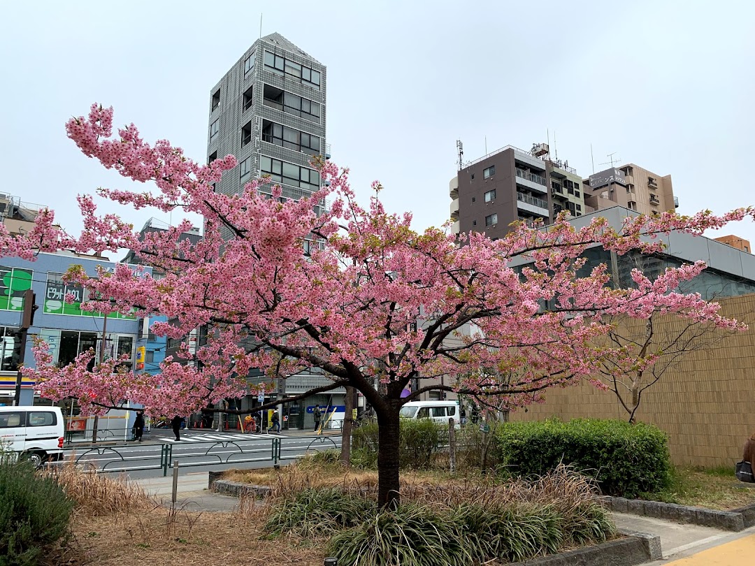 錦糸公園の河津桜