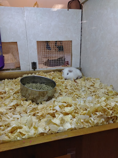 Pet Store «Forever Pets Inc», reviews and photos, 1030 Basse Rd, San Antonio, TX 78212, USA