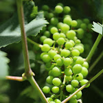 Photo n°10 de l'avis de Alexander.� fait le 13/07/2021 à 17:21 sur le  Osteria Senz'Oste à Valdobbiadene