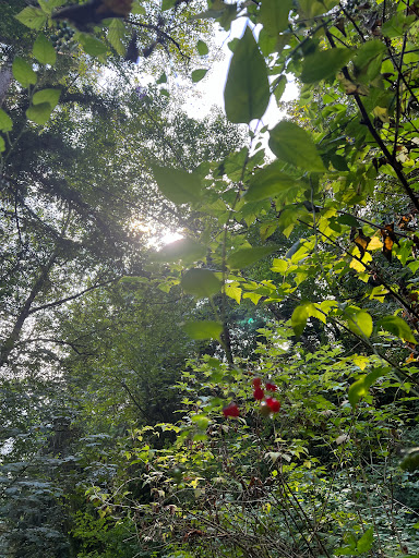 Park «Schmitz Preserve Park», reviews and photos, 5551 SW Admiral Way, Seattle, WA 98116, USA