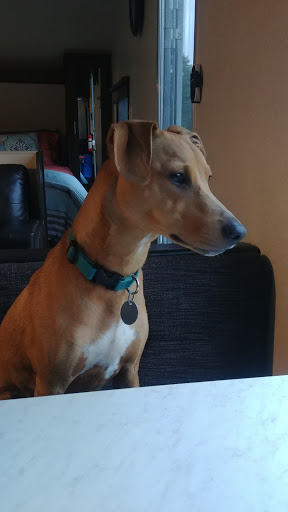 Pet Store «In The Ruff Pet Stuff», reviews and photos, 7380 Spout Springs Rd #190, Flowery Branch, GA 30542, USA